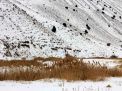 گزارش تصویری از یک روز برفی در شاهرود